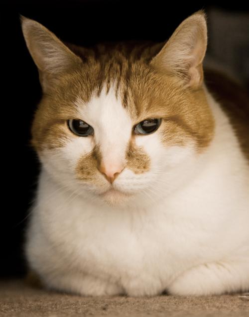 White and orange tabby cat lying on front paws while looking at camera