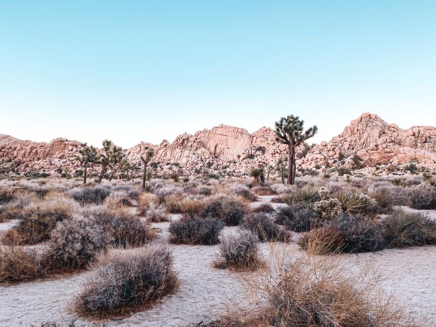 A desert scene with sand, dry grasses, Joshua Trees and rock formations.