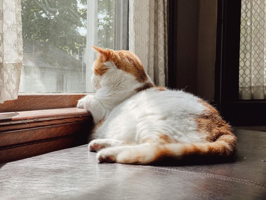 A white and orange cat lying down and calming looking out a window with their paws on the windowsill.