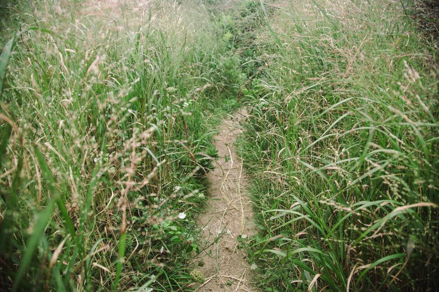 A narrow sandy path through tall green grasses: it is unclear where the path leads.