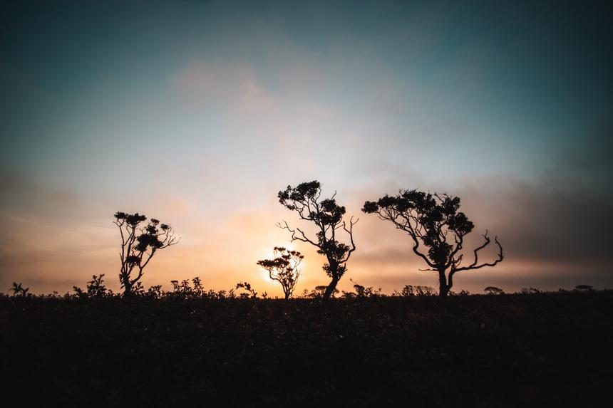 A landscape of three strange trees backlit against the rising sun.