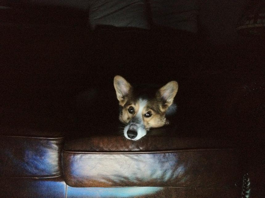 A dog sits on a dark leather couch with their head lit up by the light from the TV.