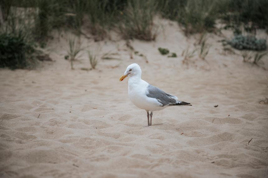 A seagull standing with their feet in dry sand, appearing like they are pondering their next move.