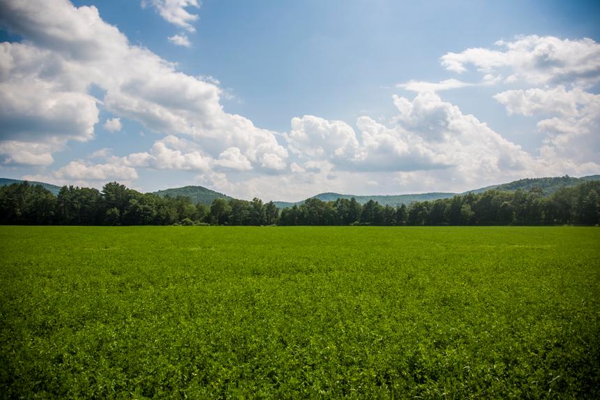 A green meadow with blue sky, white clouds and trees in the distance.