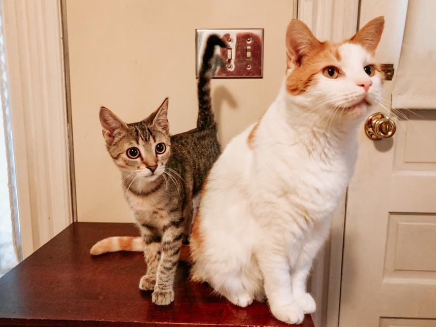 Two cats on a small table; one looks to be thinking about something.