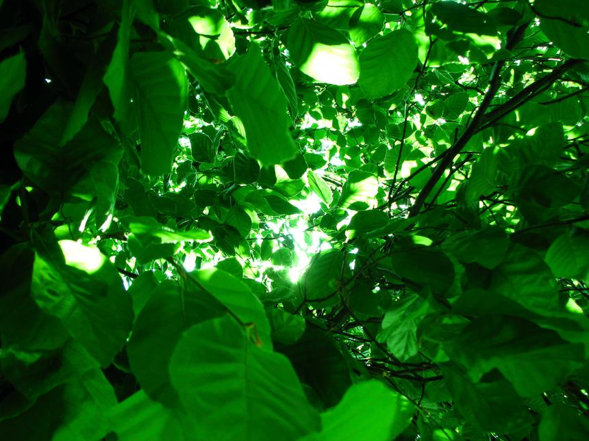 Inside a green leafy bush, looking up at the sunlight peeking between the leaves.