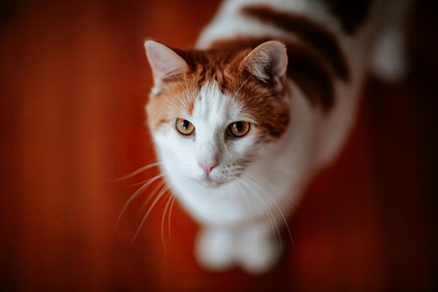 A white and orange cat looking up as if trying to tell you something.