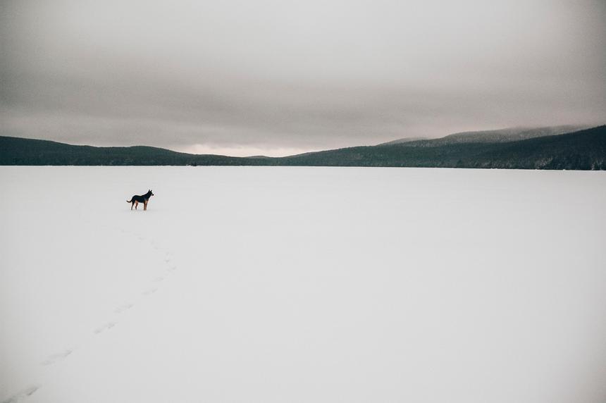 A german shepard dog standing on a snow covered lake with mountains in the background.