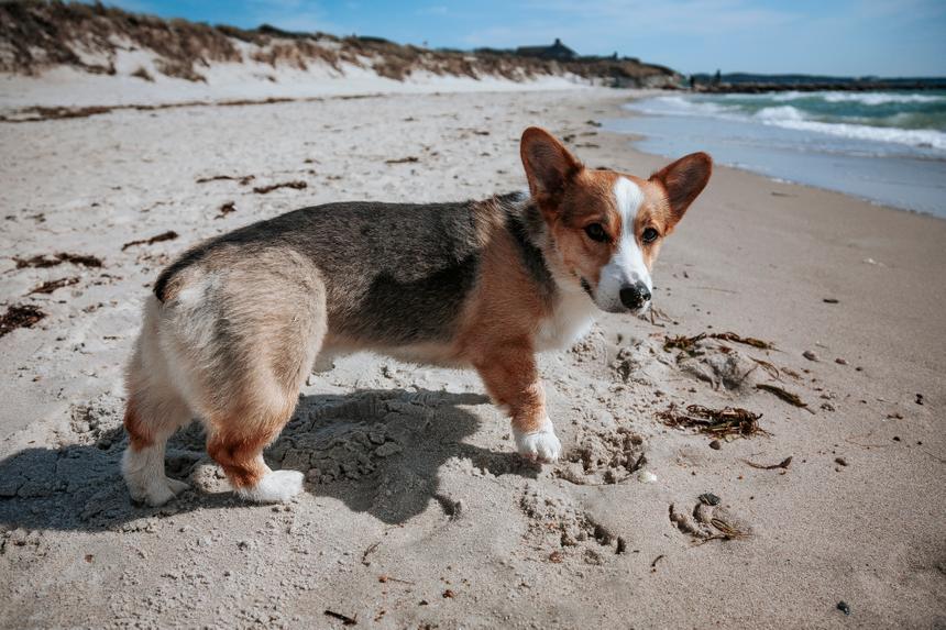 A corgi on a beach about to take a step.