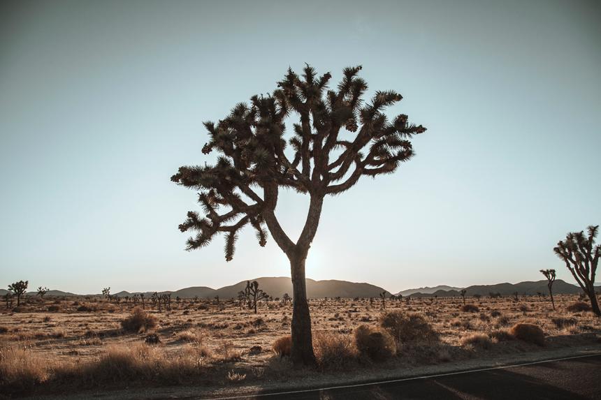 A Joshua Tree against a pale bly sky with dry desert grasses in the foreground and low mountains in the distance.