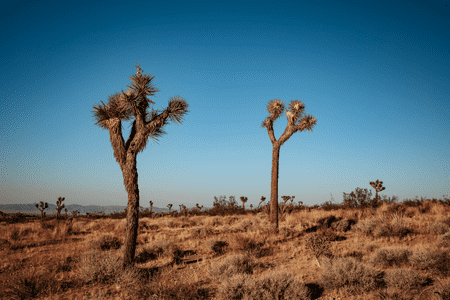 Joshua Trees