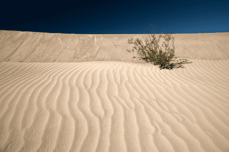 Sand dune with small green bush growing out the slope