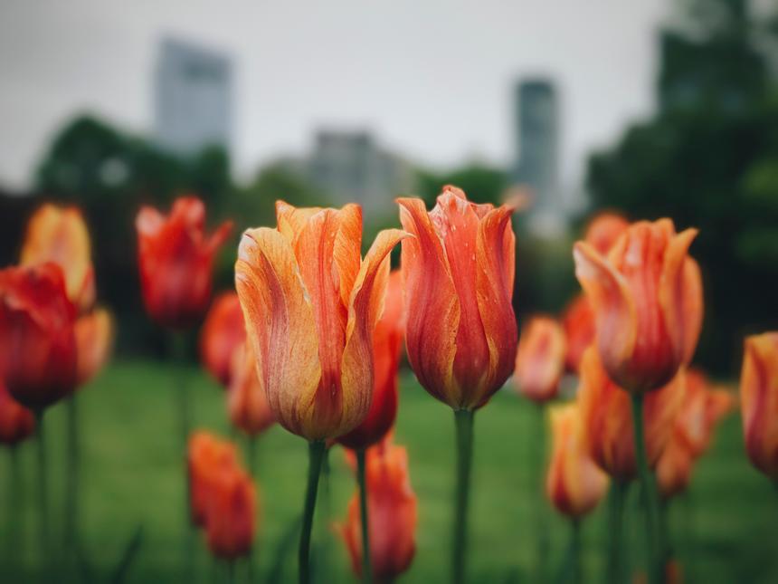 A close up of orange tulips with and tall city buildings in the background that are out of focus.