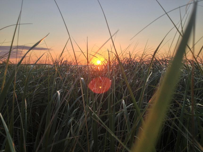 The rising run peeking through tall beach grasses.