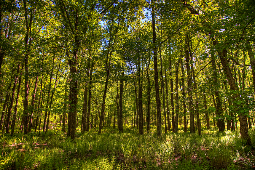 A wide view of a green forest with green ferns growing on the forest floor with a blue sky visible beyond the tops of the trees.