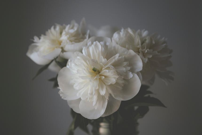 White peony flowers against a light grey background