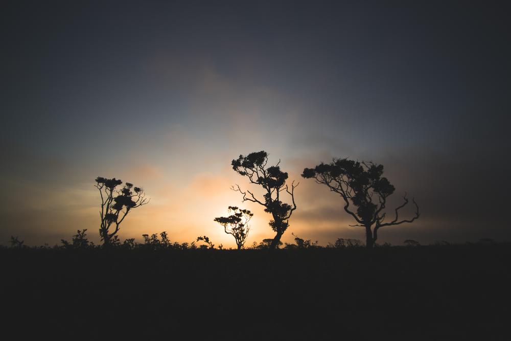 Nantucket Serengeti at sunrise