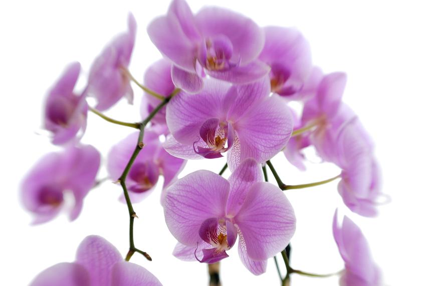 Purple orchids backlight against a white background.