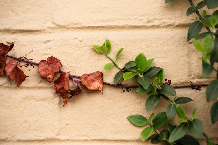 Two vines, one alive and one dead overlapping against a yellow-painted brick wall.