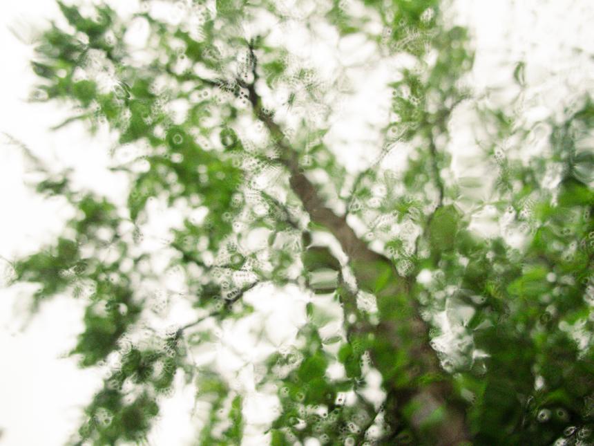 An abstract view of looking up at a green leafy tree through a wet sunroof of a car.