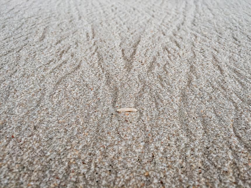 An up-close view of trails in sand with a focus on a tiny cylindrical pebble.