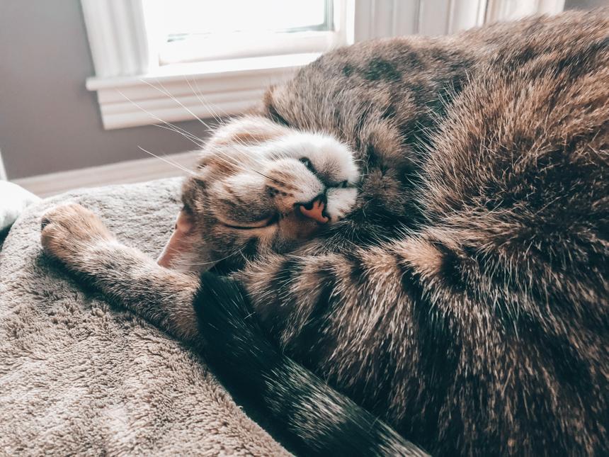 A sleeping kitty looking content while curled up on themselves in shrimp pose.